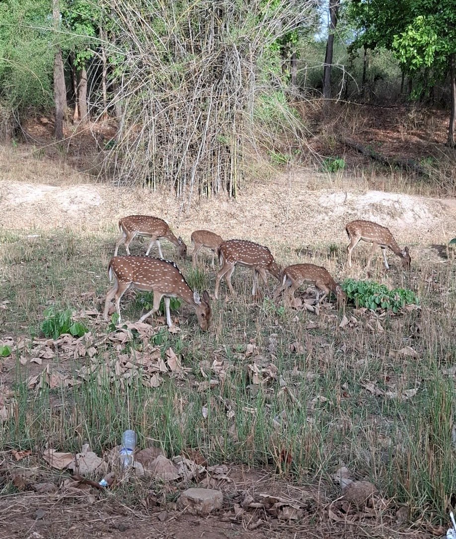 The old stone ramparts of the Bandhavgarh fort above the forest