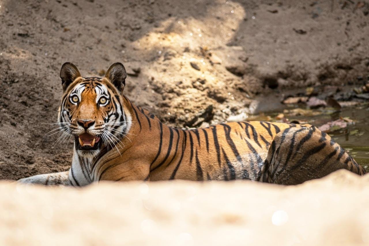 A Bengal tiger lying at the edge of a shallow waterhole on dry sandy ground, looking towards the camera