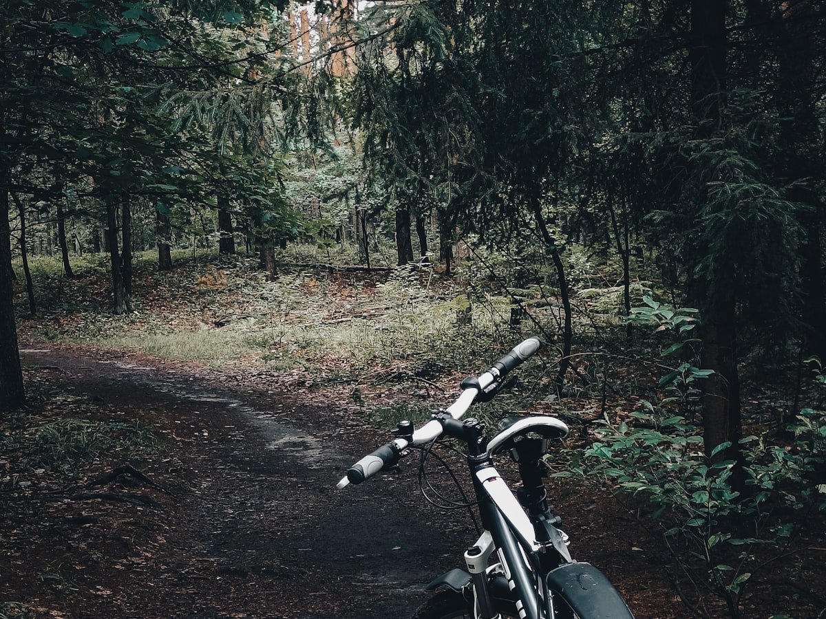 A bicycle standing on a leaf-strewn trail through tall, close-growing forest